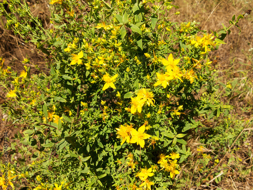 Hypericum flowers (Hypericum perforatum or St John's wort) on the meadow , selective focus on some flowers