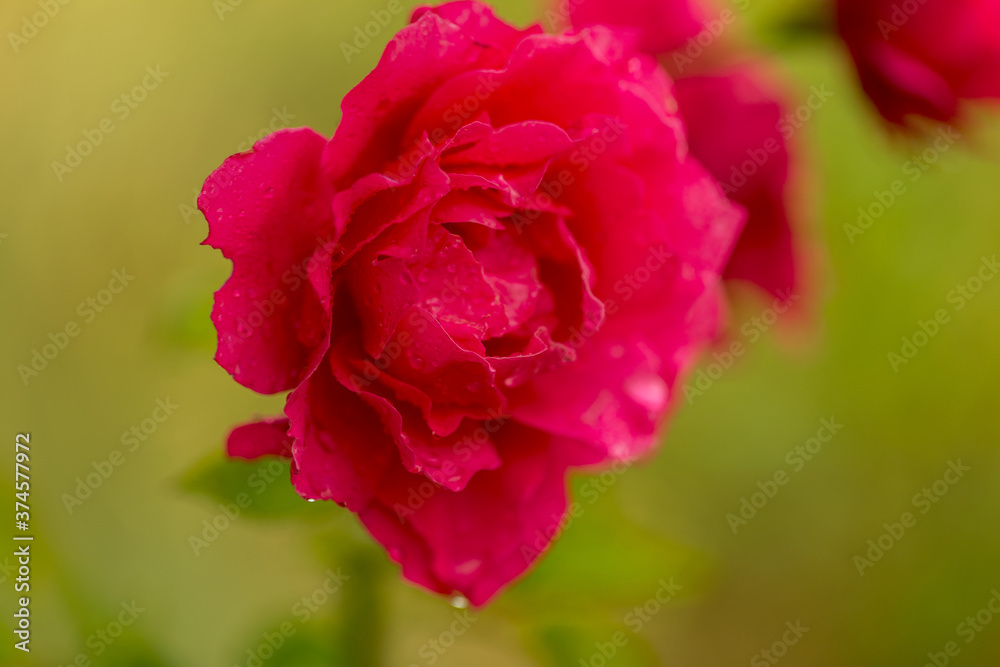 Garden Pink rose flower with water drops on green grass background. flowers. Amazing red rose. Soft selective focus Garden Pink rose flower with water drops on green grass background. flowers. Amazing red rose. Soft selective focus