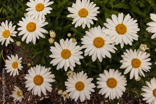 Top down view of Oxeye daisy blossoms and opening buds growing in the flower garden