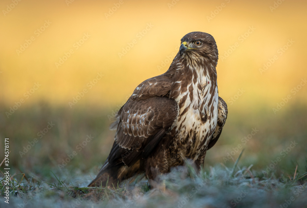 Fototapeta premium Common buzzard (Buteo buteo) in fight