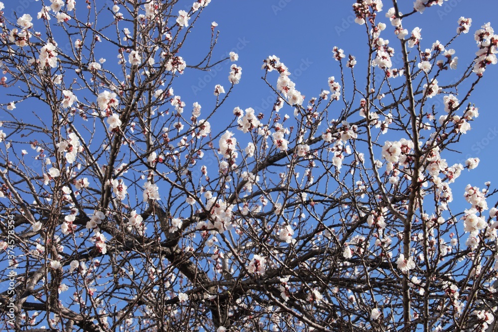a beautiful white flowers announcing spring a beautiful white flowers announcing spring