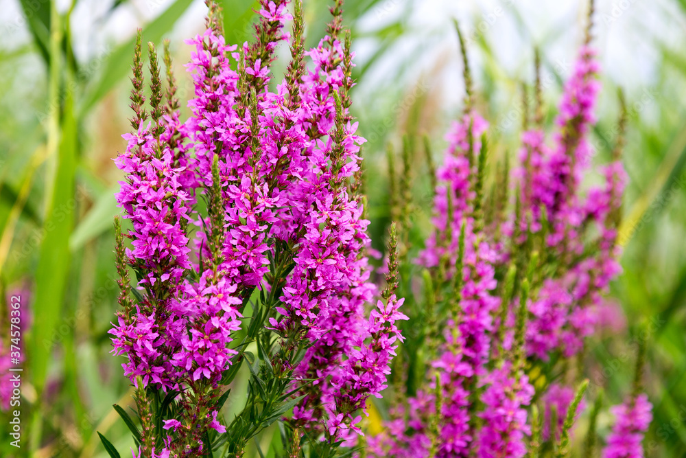 Fototapeta premium Flowers Ivan Tea - medicinal plant closeup. Macro. Soft selective focus