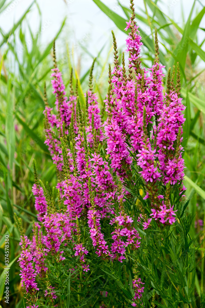 Obraz premium Flowers Ivan Tea - medicinal plant closeup. Macro. Soft selective focus