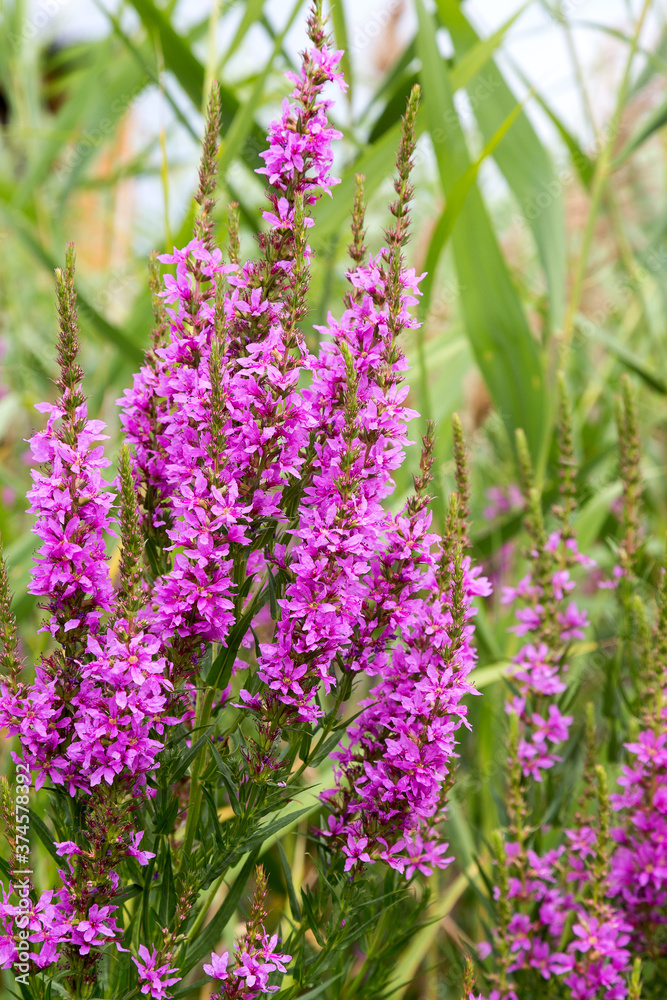 Obraz premium Flowers Ivan Tea - medicinal plant closeup. Macro. Soft selective focus
