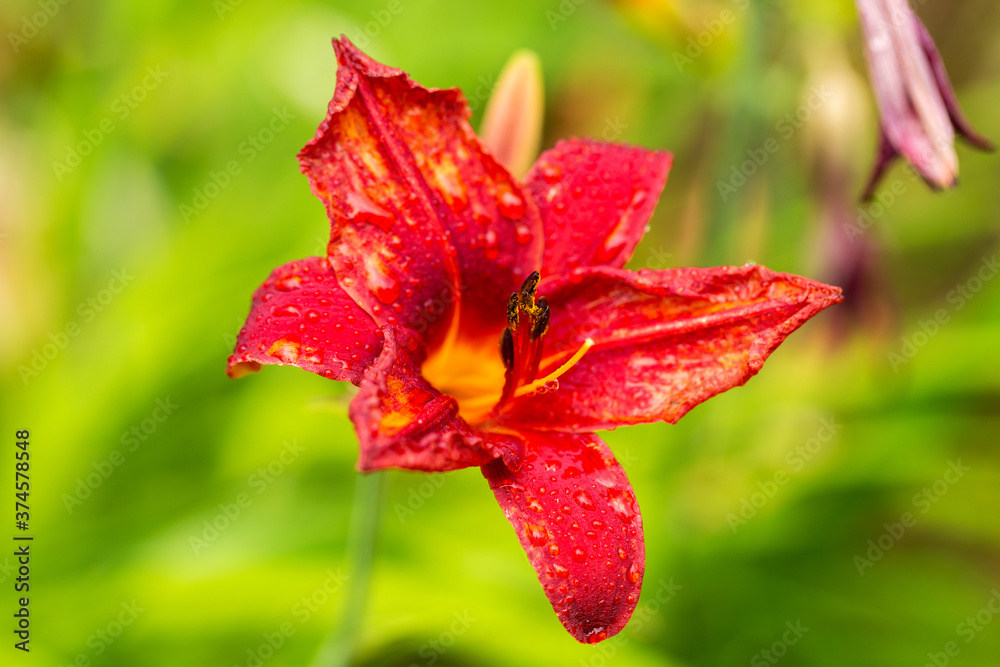 Garden red lily flowers wet from summer rain. Lilies in garden. Soft selective focus Garden red lily flowers wet from summer rain. Lilies in garden. Soft selective focus
