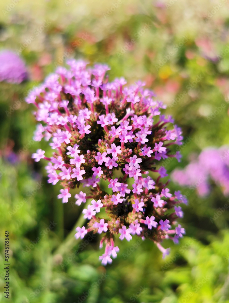 Pink flowers bloom in autumn in sunny weather Pink flowers bloom in autumn in sunny weather