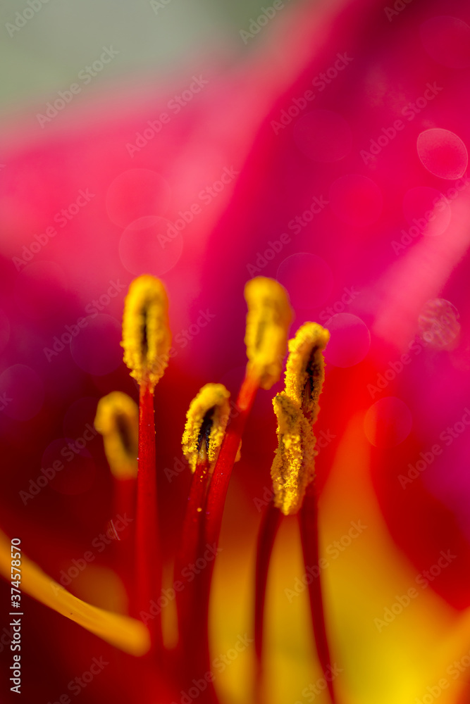 Beautiful background with stamens and pistil garden lily flower. Macro shooting. Soft selective focus. Beautiful background with stamens and pistil garden lily flower. Macro shooting. Soft selective focus.