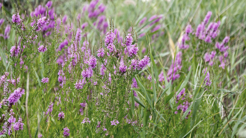 Flowers Ivan Tea - medicinal plant closeup. Macro. Soft selective focus