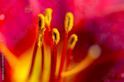 Beautiful background with stamens and pistil garden lily flower. Macro shooting. Soft selective focus.