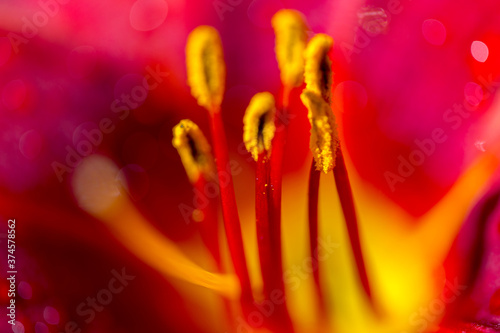 Beautiful background with stamens and pistil garden lily flower. Macro shooting. Soft selective focus.