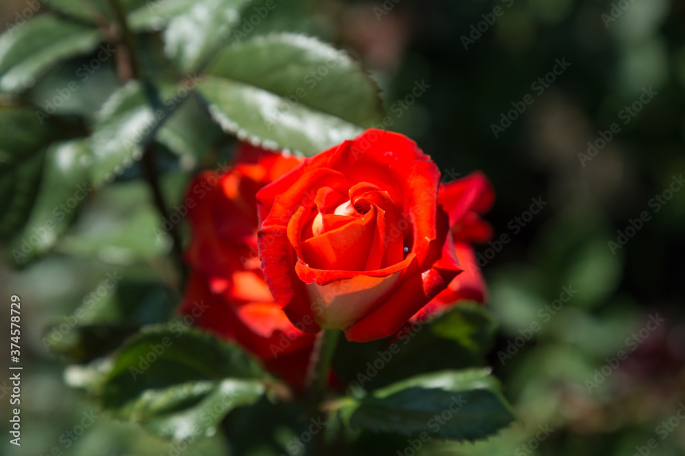 Garden red rose flower on background of green grass. flowers. Amazing red rose. Soft selective focus. Garden red rose flower on background of green grass. flowers. Amazing red rose. Soft selective focus.