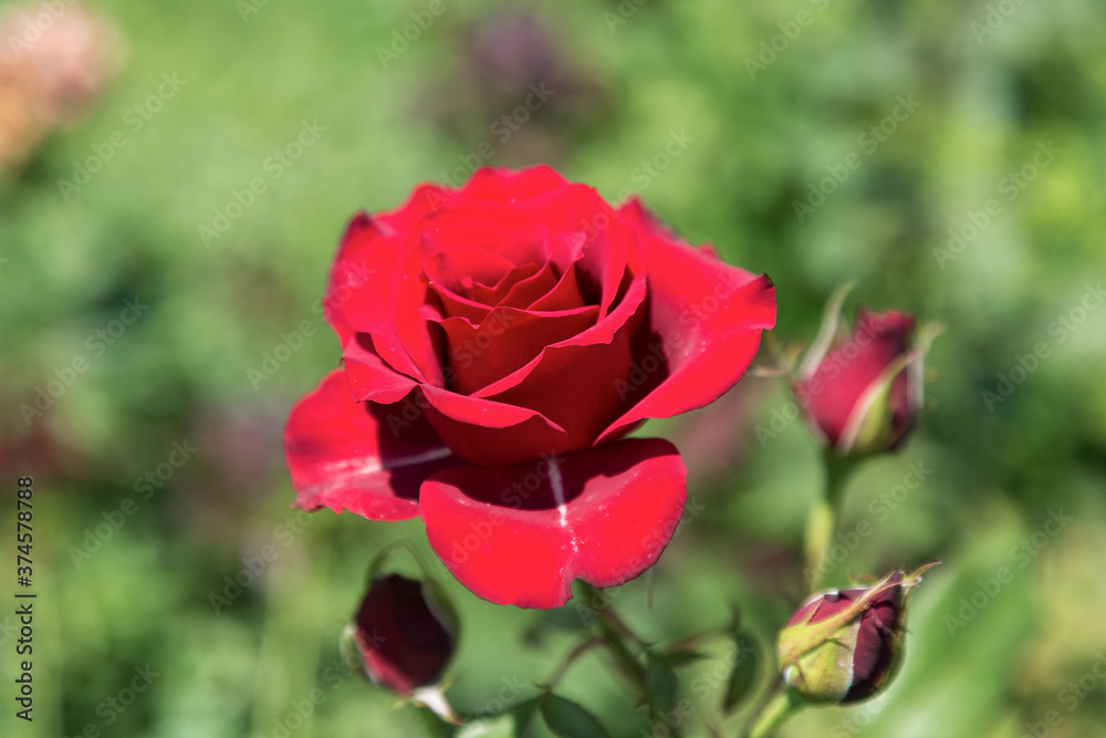 Garden red rose flower on background of green grass. flowers. Amazing red rose. Soft selective focus. Garden red rose flower on background of green grass. flowers. Amazing red rose. Soft selective focus.