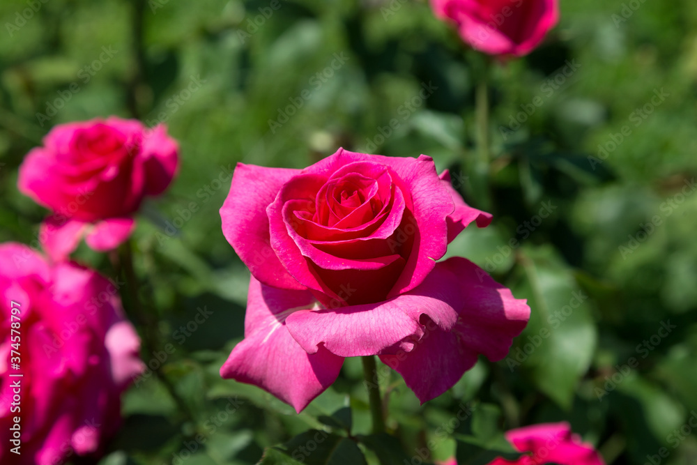 Garden red rose flower on background of green grass. flowers. Amazing red rose. Soft selective focus. Garden red rose flower on background of green grass. flowers. Amazing red rose. Soft selective focus.