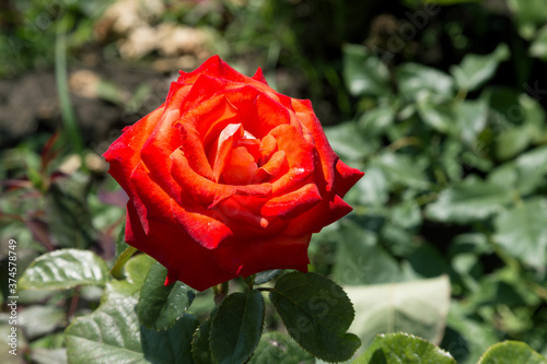 Garden red rose flower on background of green grass. flowers. Amazing red rose. Soft selective focus.