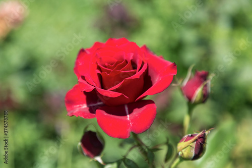 Garden red rose flower on background of green grass. flowers. Amazing red rose. Soft selective focus.