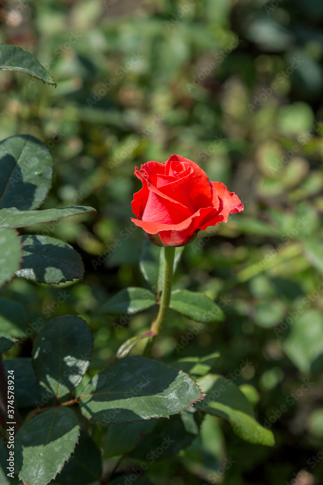 Garden red rose flower on background of green grass. flowers. Amazing red rose. Soft selective focus. Garden red rose flower on background of green grass. flowers. Amazing red rose. Soft selective focus.