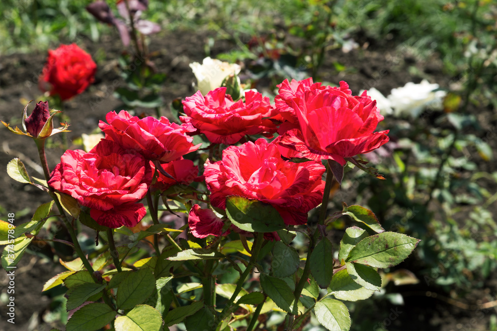 Garden red rose flower on background of green grass. flowers. Amazing red rose. Soft selective focus. Garden red rose flower on background of green grass. flowers. Amazing red rose. Soft selective focus.