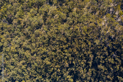 Aerial view of a tree canopy in The Blue Mountains in New South Wales in Australia