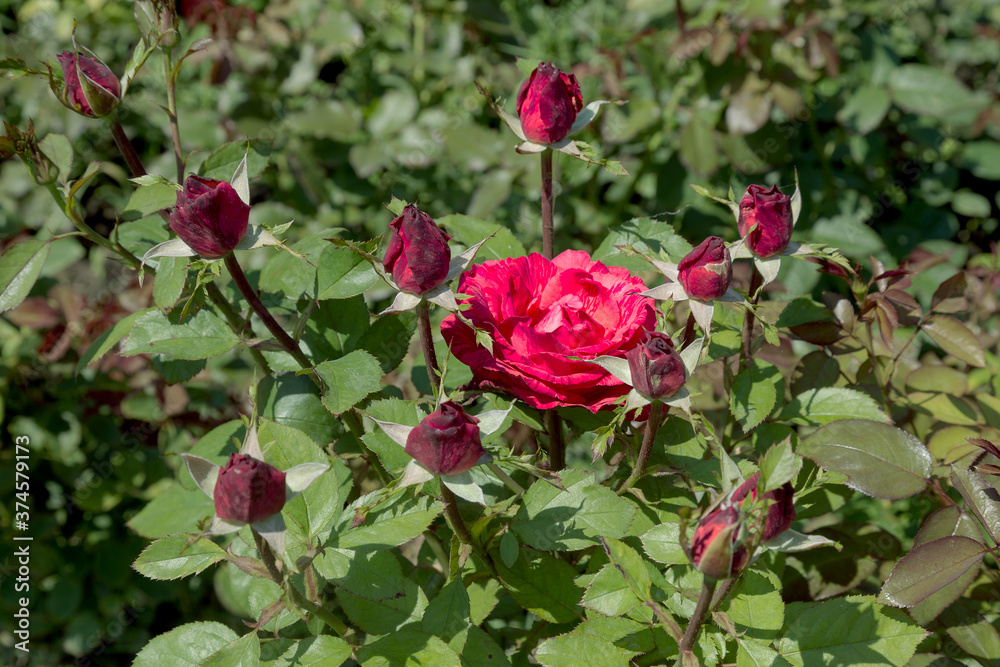 Garden red rose flower on background of green grass. flowers. Amazing red rose. Soft selective focus. Garden red rose flower on background of green grass. flowers. Amazing red rose. Soft selective focus.