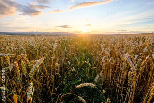 Cuadro en lienzo Wheat field at sunset