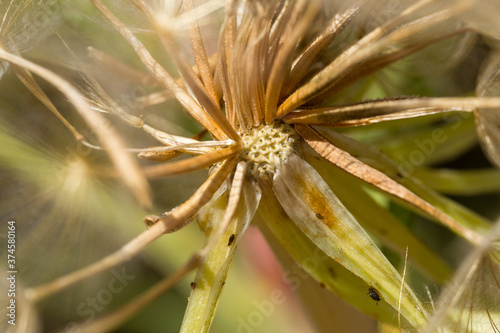 Abstract dandelion flower background  extreme closeup. Big dandelion on natural background. Art photography
