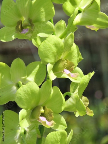 green orchid flower seen in the tropics