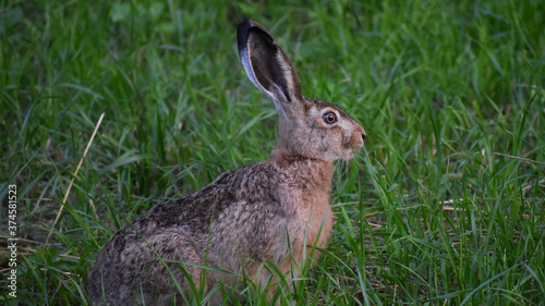 Watchful hare brown coat sit on grass © Tomasz Kaznowski