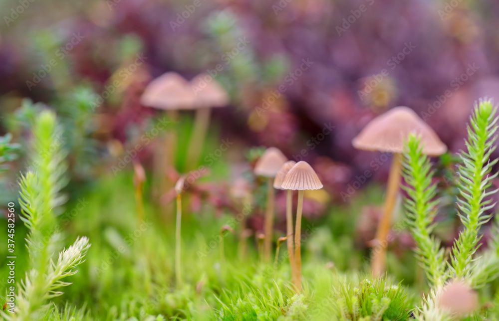 Macro photo of bright green moss plants in the forest Macro photo of bright green moss plants in the forest