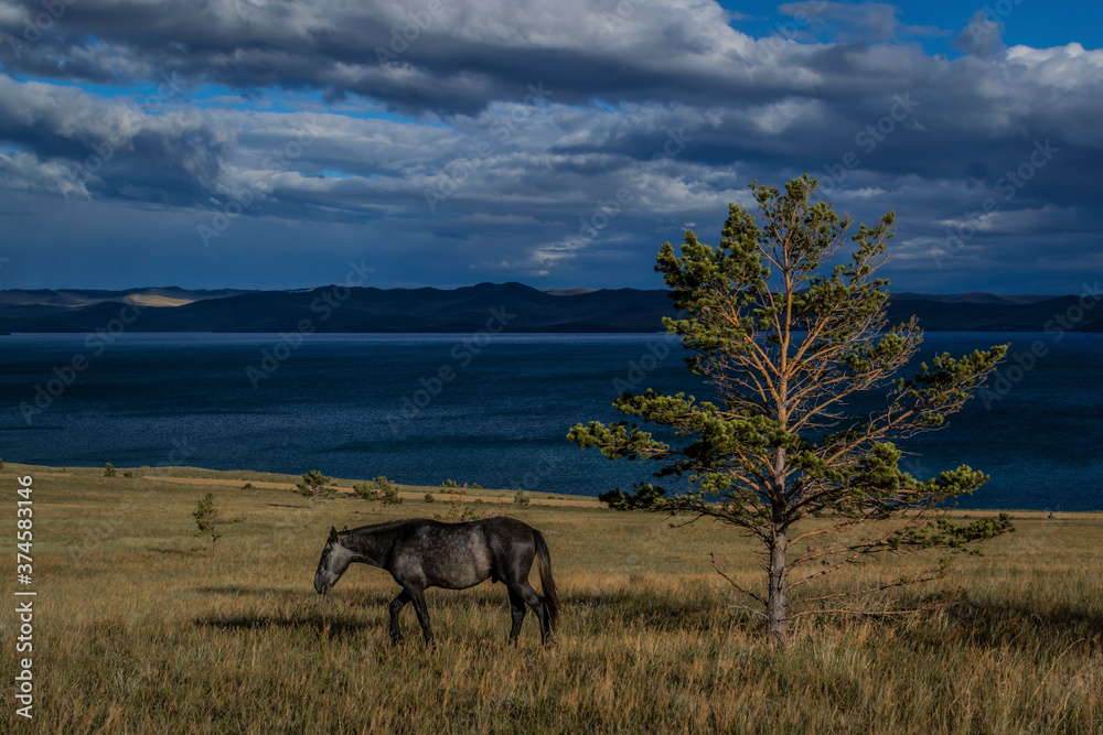 Naklejka premium The horse is grazing in the meadow. Olkhon Island (Lake Baikal), Russia. Steppe coast of Lake Baikal. Summer landscape. Dark blue sky background