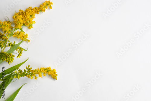 flower concept © Sandstone PS