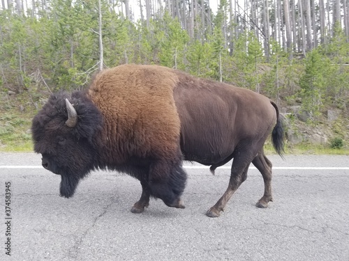American bison in Yellowstone