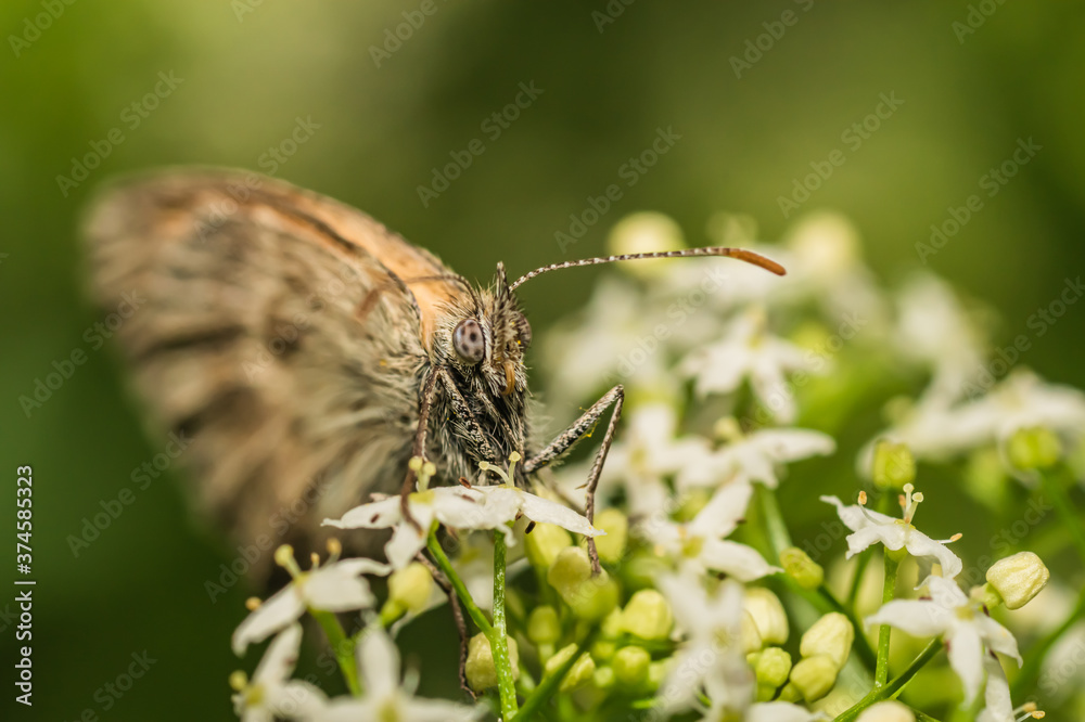 Fototapeta premium The small heath butterfly