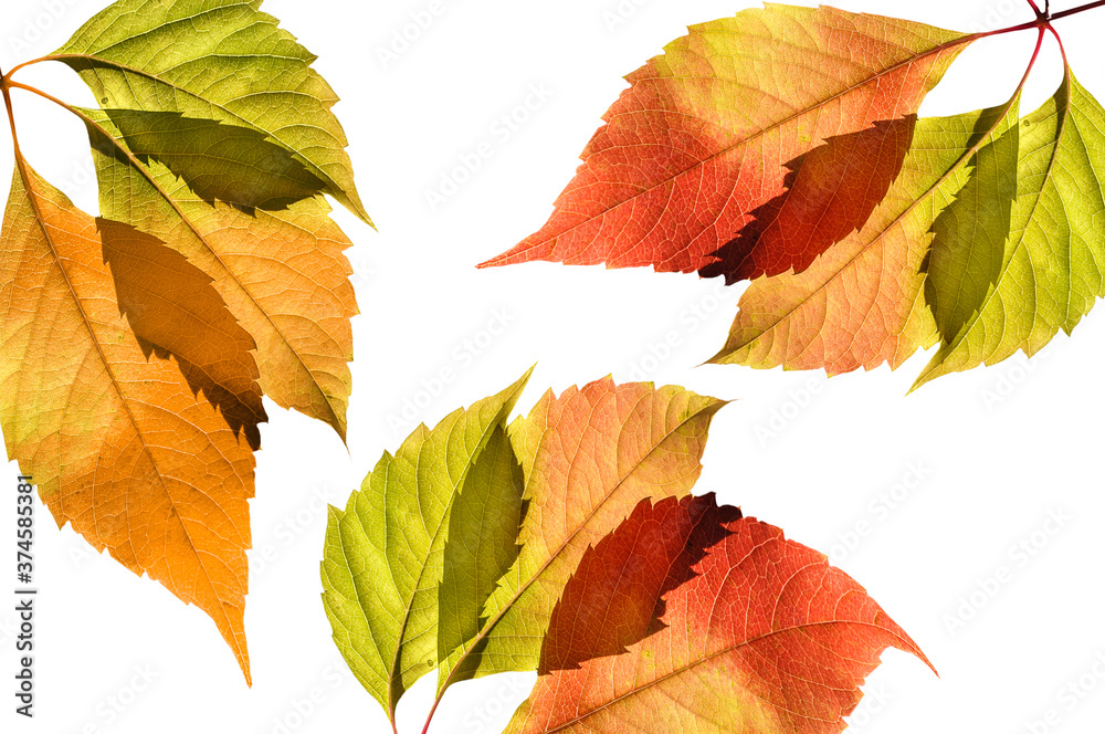 Autumn bright colorful grape leaves close up on white isolated background Autumn bright colorful grape leaves close up on white isolated background