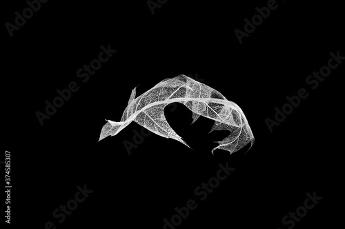 One white skeleton maple leaf on black isolated background