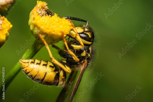 Wasp on a flower photo