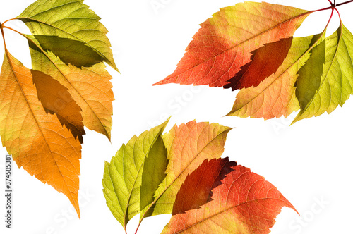 Autumn bright colorful grape leaves close up on white isolated background