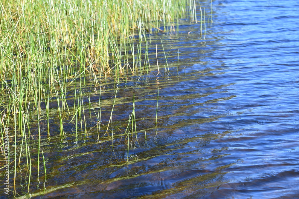 Reeds among calm waters.