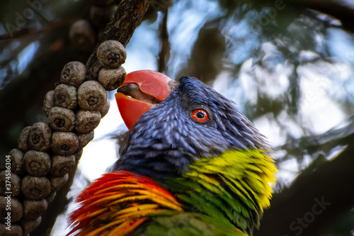 Rainbow Lorikeet in South Australia