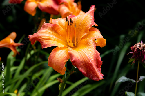 Fototapeta Naklejka Na Ścianę i Meble -  Orange tropical lily flower  