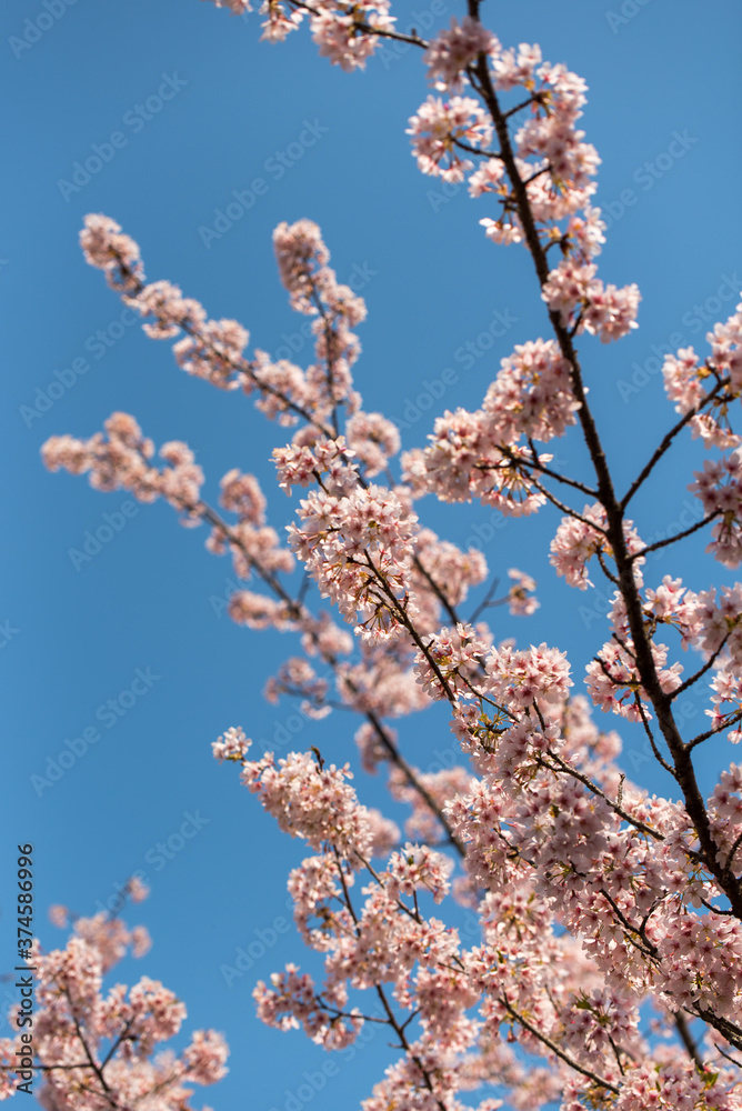 Cherry blossom in bloom Japnanese park