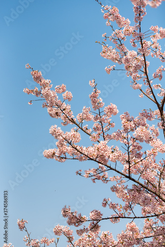 Cherry blossom in bloom Japnanese park photo