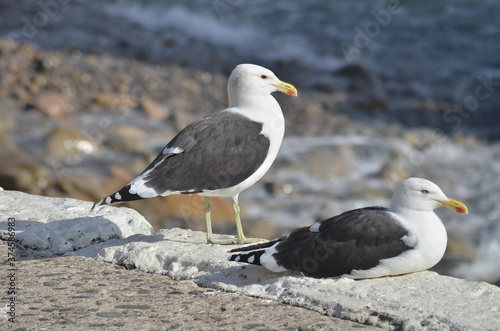 Gaviotas tomando sol