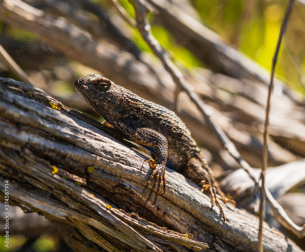 Naklejka premium Western Fence Lizard