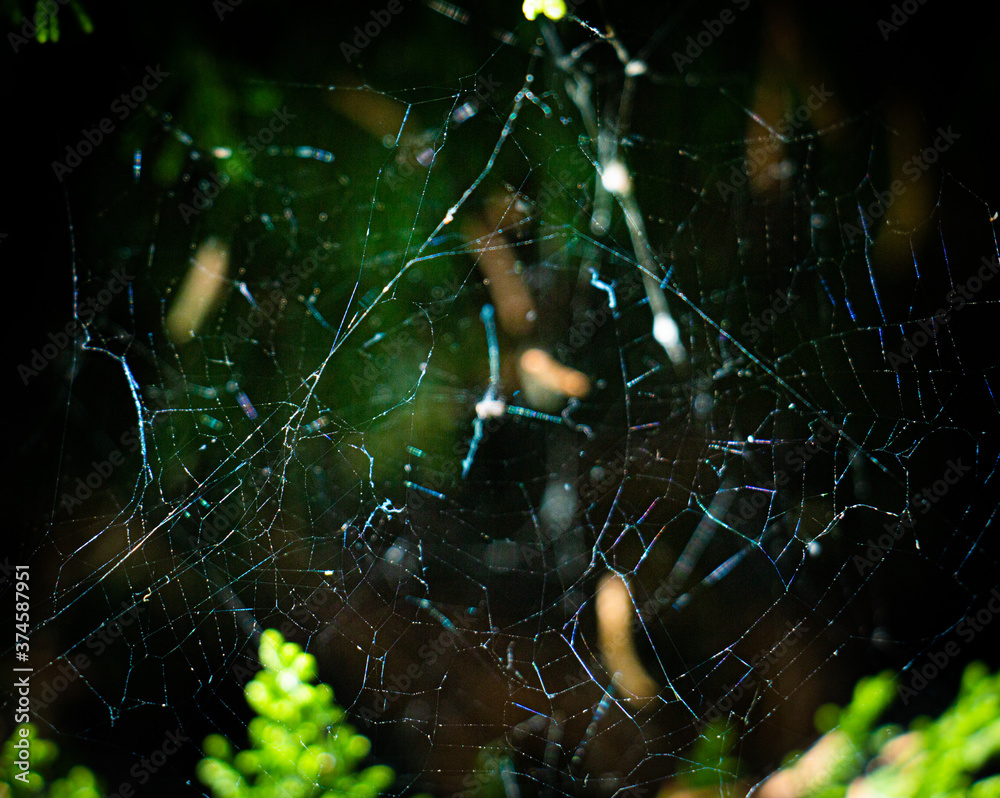 spider web in the morning