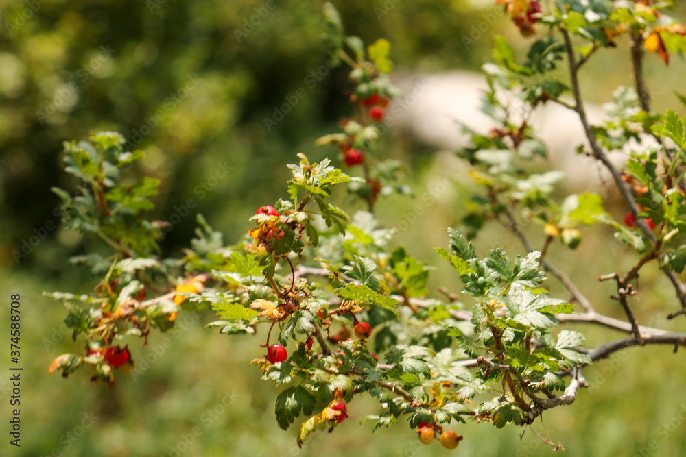 red berry tree red berry tree