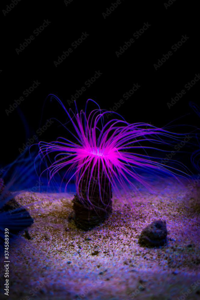 Obraz premium Aquarium 