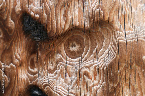 close up of a pine cone