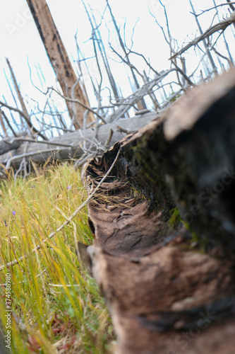 inside of a tree trunk