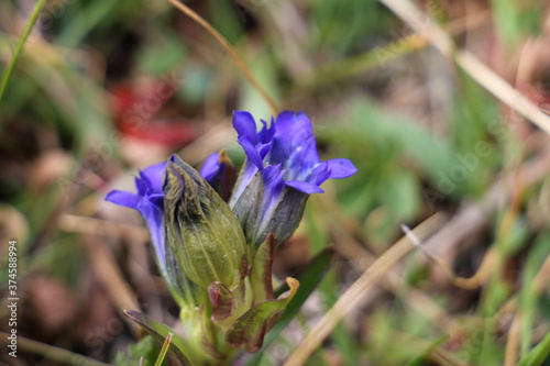 blue flowers in the garden