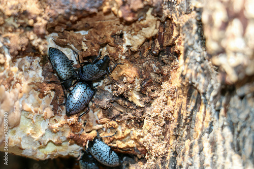 black beetle on the wood
